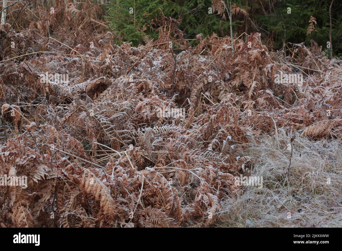 Felci gelosi morti dopo un inverno freddo Foto Stock