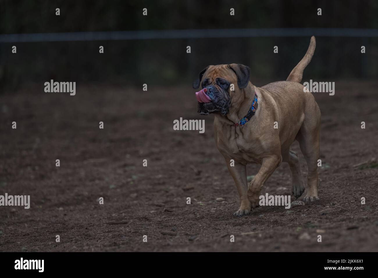 Un colpo selettivo di fuoco di un cane Bullmastiff alertly che cammina senza un guinzaglio Foto Stock