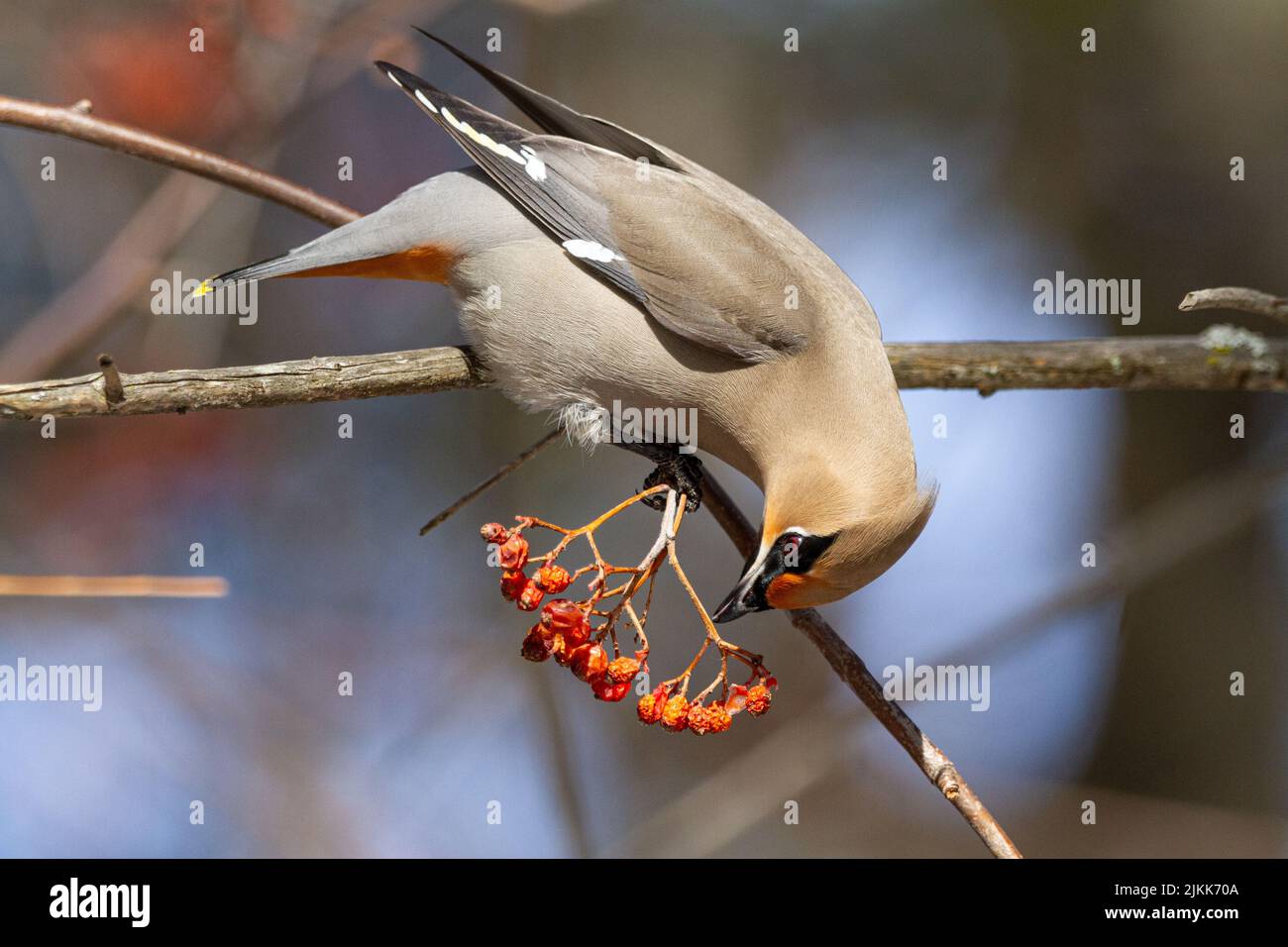 Un colpo selettivo di fuoco di un waxwing bohémien che mangia le bacche Foto Stock