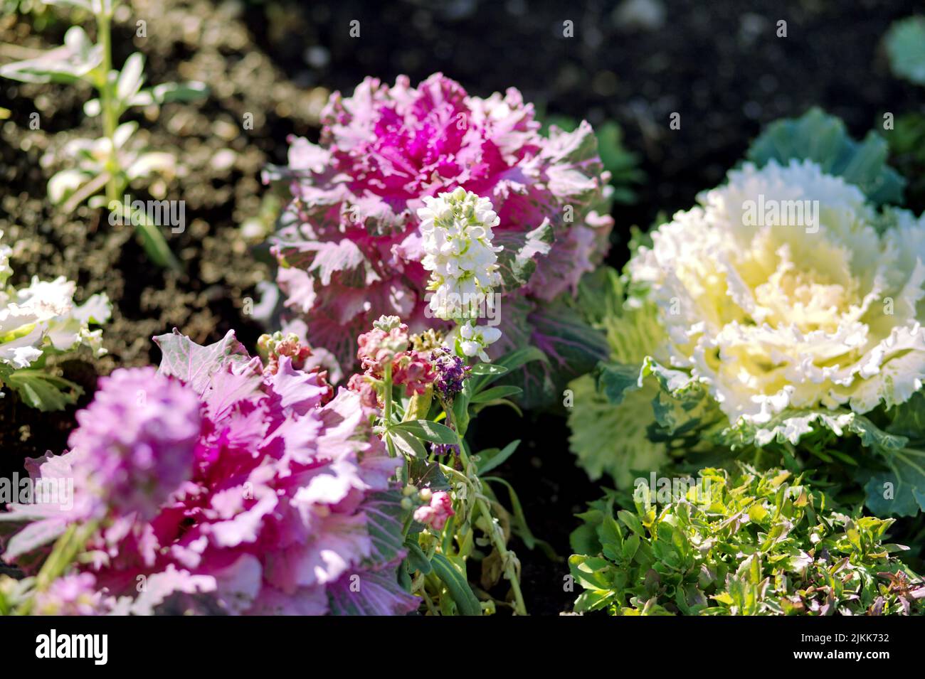 Un primo piano di fiori di cavolo decorativi con foglie viola e bianche sotto la luce del sole Foto Stock