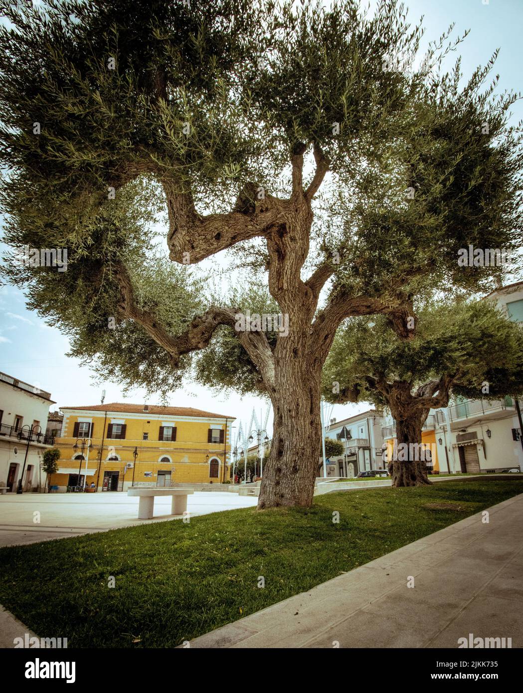 Una vista ad angolo basso di un ulivo contro le case di Termoli, Italia Foto Stock