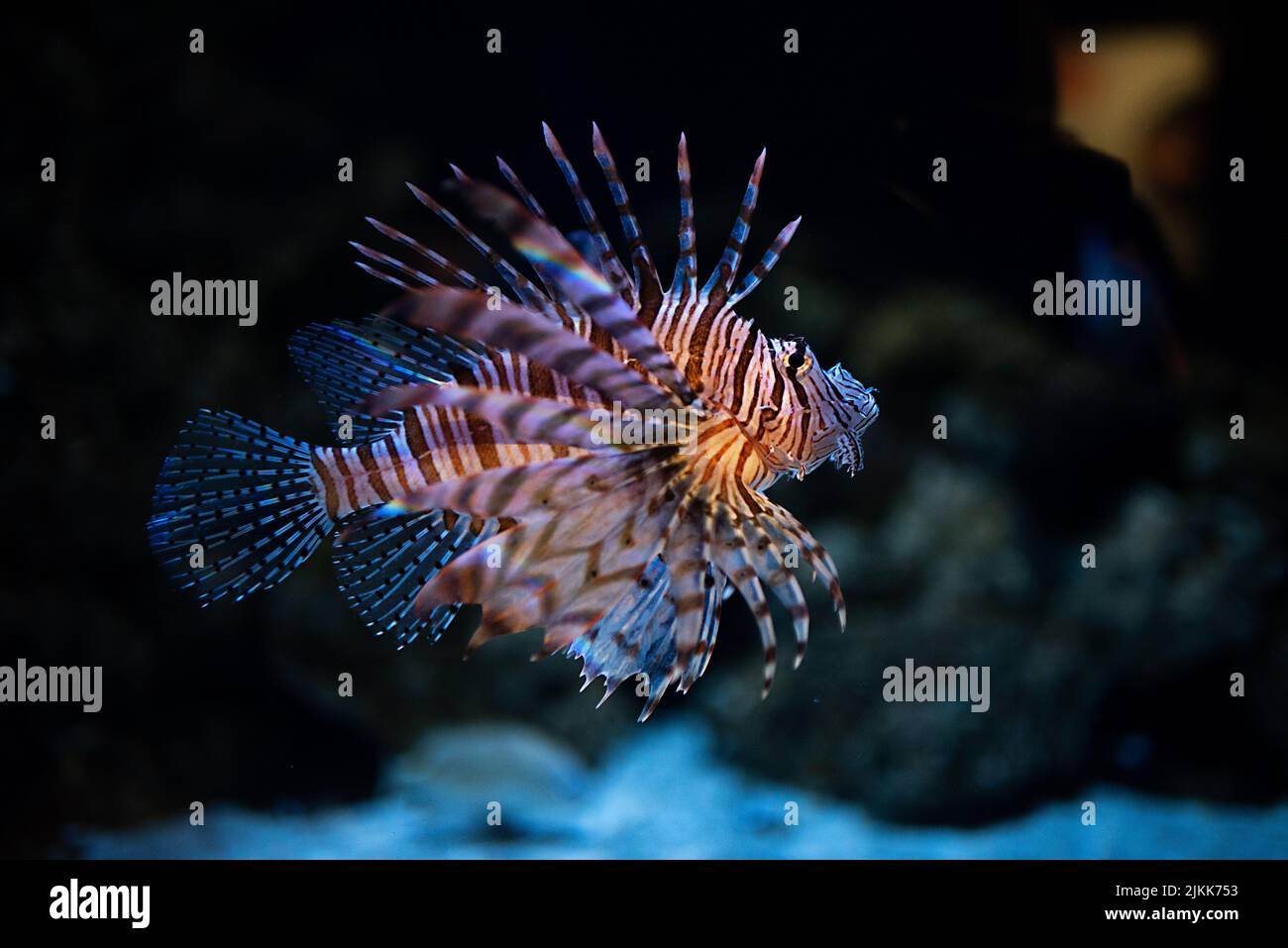 Un primo piano di una colorata Zebra Lionfish nuotare vicino coralli Foto Stock