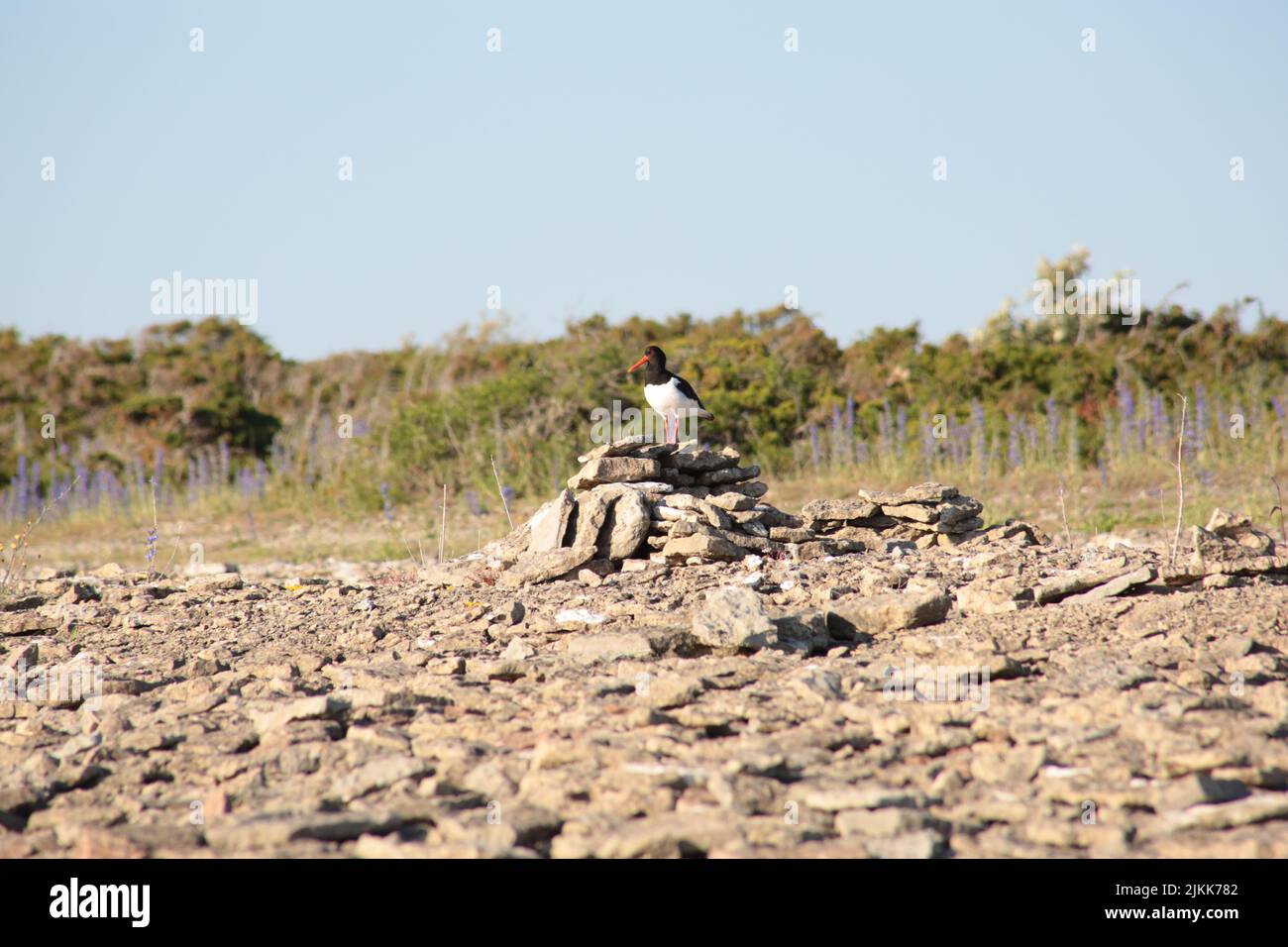 Un focus selettivo di un ostercatcher eurasiatico sulla cima di un mucchio di rocce sotto il cielo nuvoloso Foto Stock