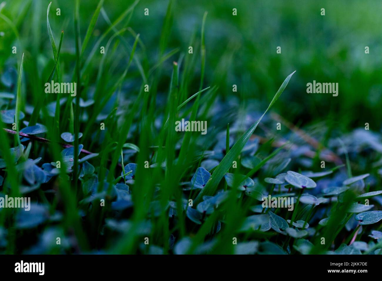 un primo piano di erba verde scura Foto Stock