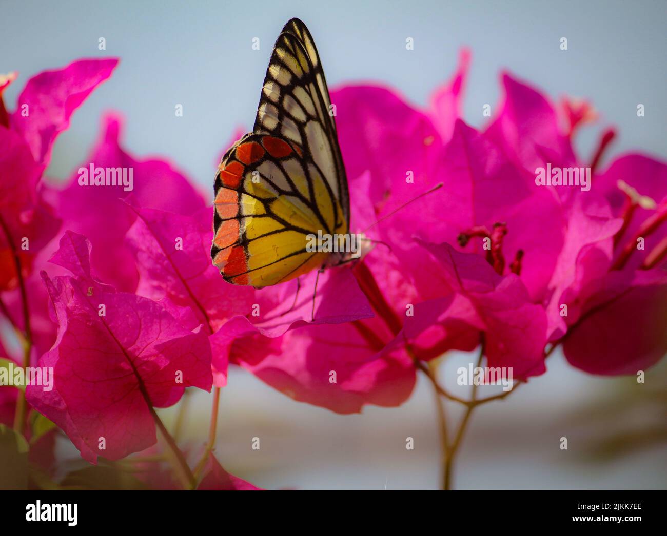 Un primo piano di una farfalla dipinta Jezebel bere nettare da un fiore rosa bougainvillea in un giardino Foto Stock