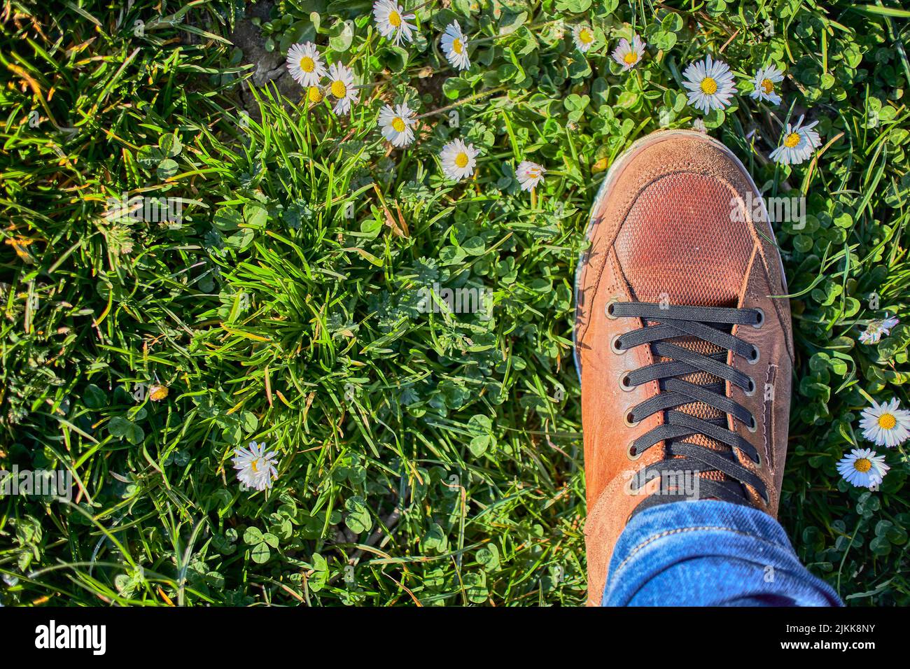 Una vista dall'alto di una sneaker marrone da uomo in un campo a margherita sotto la luce del sole, spazio copia Foto Stock