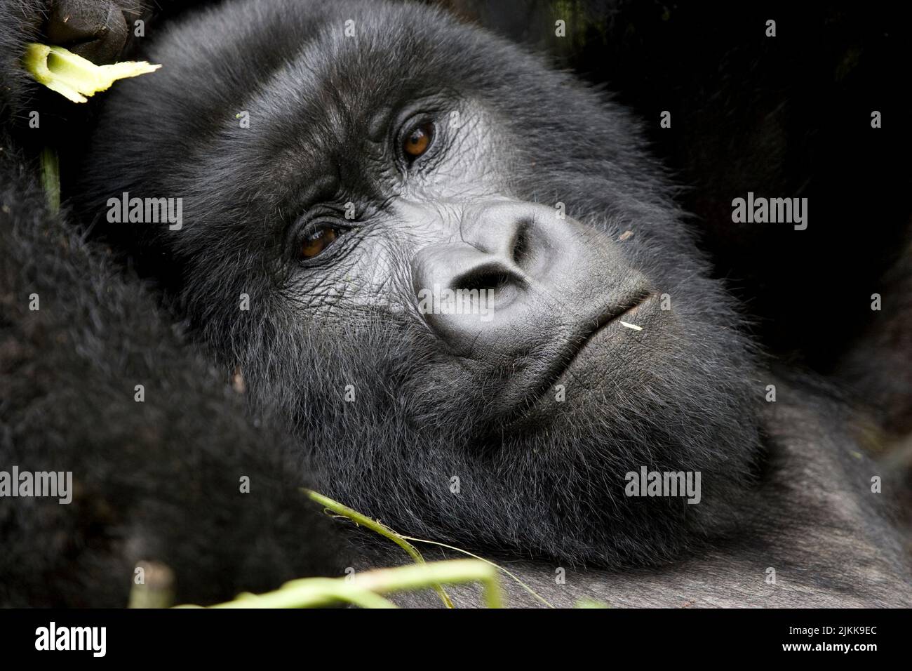 Goril'a Lisa rilassarsi nel suo nido nella nebbia del Parco Nazionale Virunga dopo una festa di tiri di bambù fresco, in posa per la macchina fotografica Foto Stock