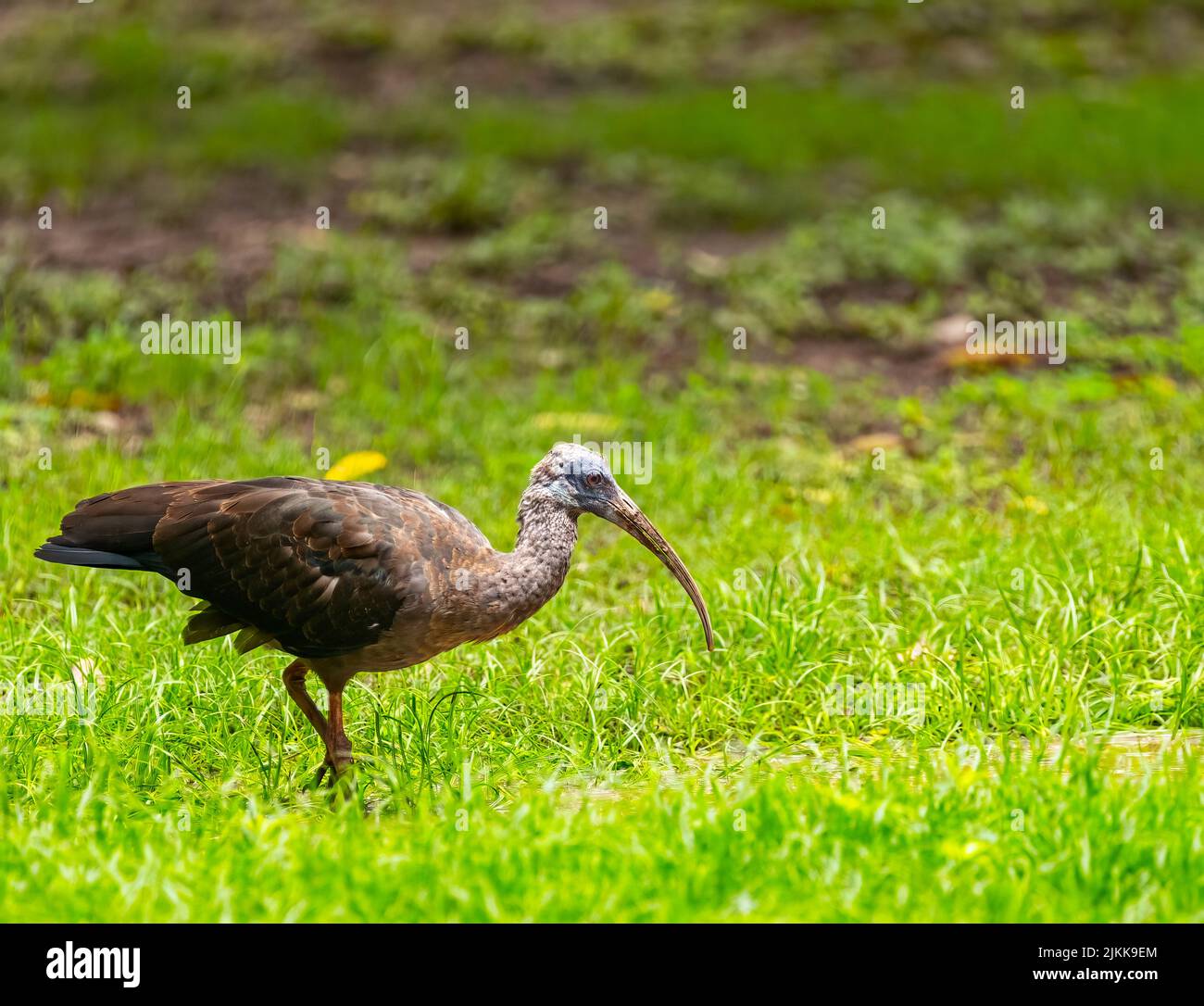 Un giovane rednap ibis che prende l'acqua dal suolo Foto Stock