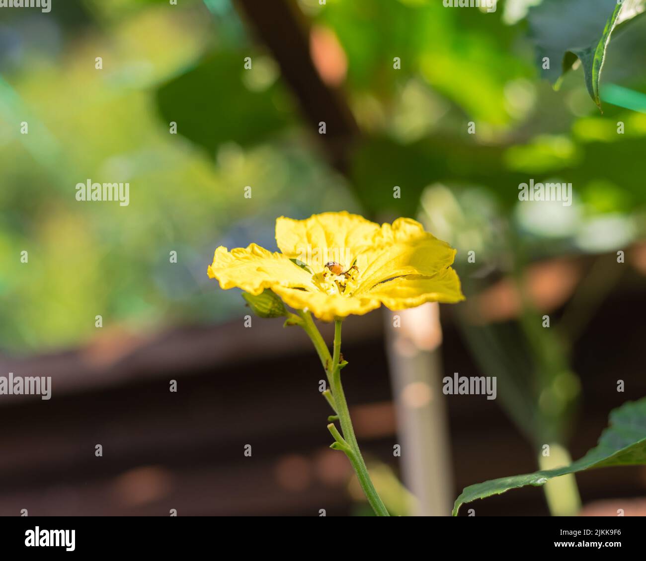 Primo piano osservare ape impollinating fiore su luffa pianta nel giardino dietro cortile vicino Dallas, Texas, America. Fiore giallo brillante fiore maschio di Luffa aegypti Foto Stock