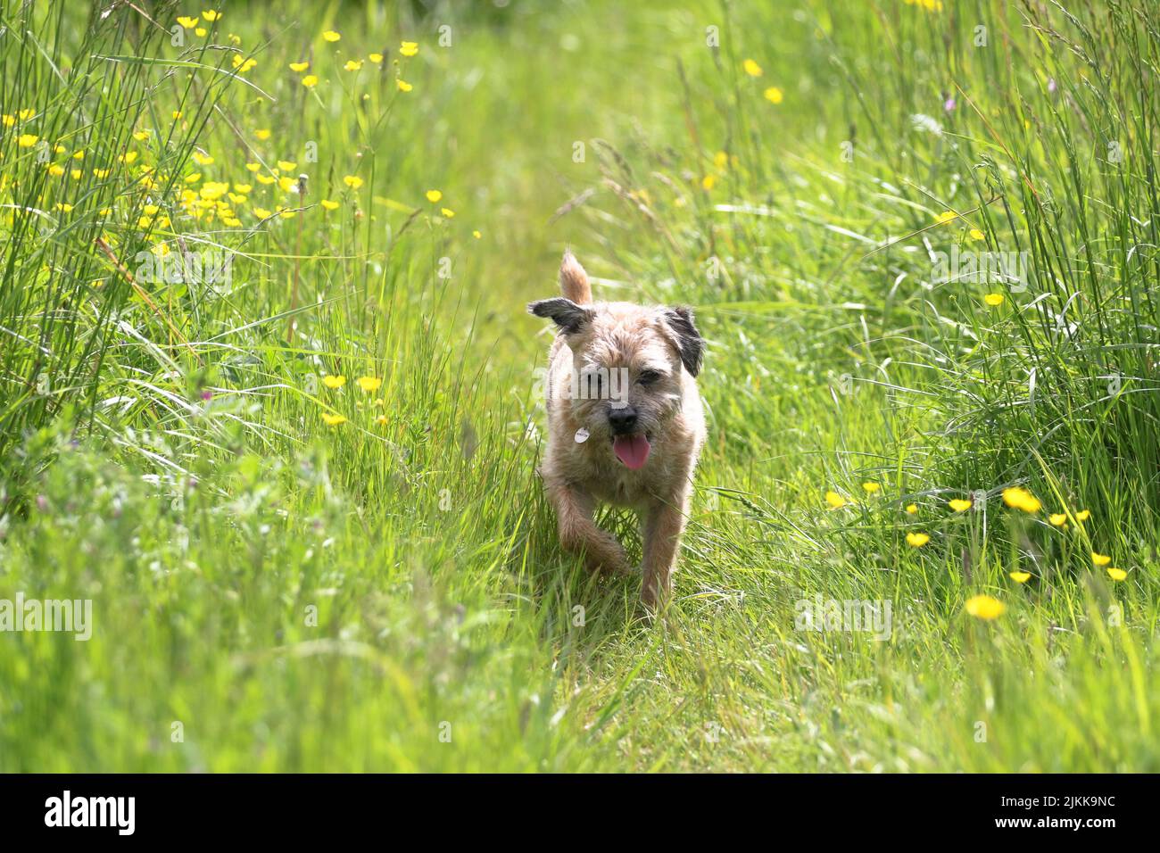 Un poco profondo fuoco di un cane Terrier bordo che cammina in campo verde tra fiori gialli in una giornata di sole con sfondo sfocato Foto Stock