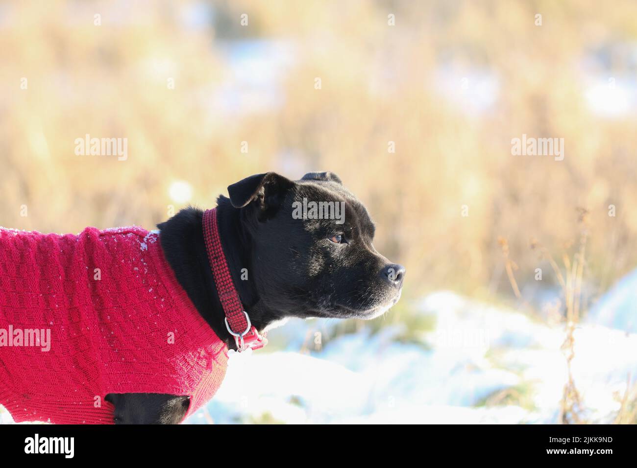 Un poco profondo colpo di fuoco di un cane Staffordshire Bull Terrier che indossa un maglione rosso e un colletto in piedi all'aperto in piena luce del sole con sfondo sfocato Foto Stock