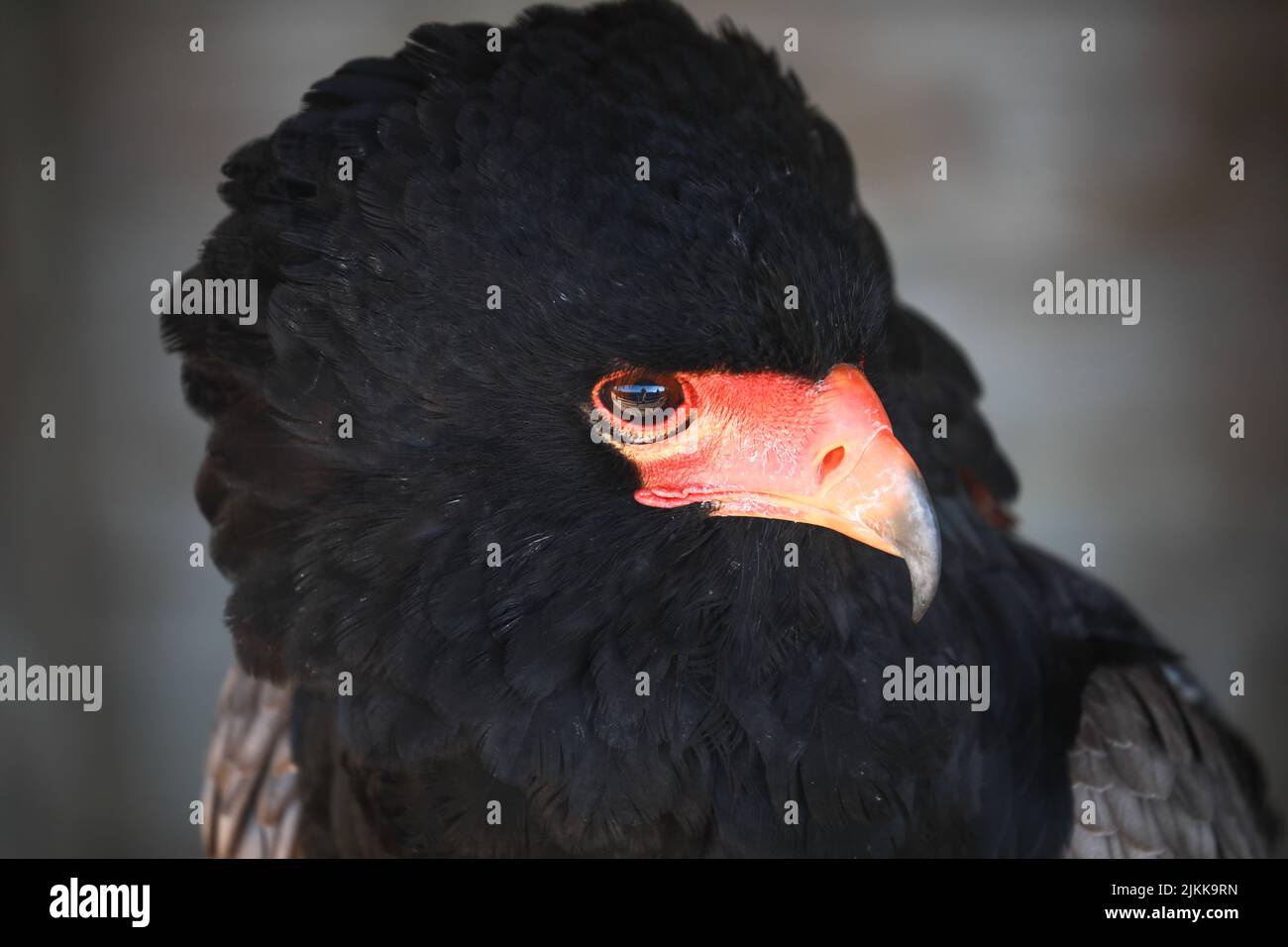 Un ritratto di una bella bateleur durante il giorno con sfondo sfocato Foto Stock