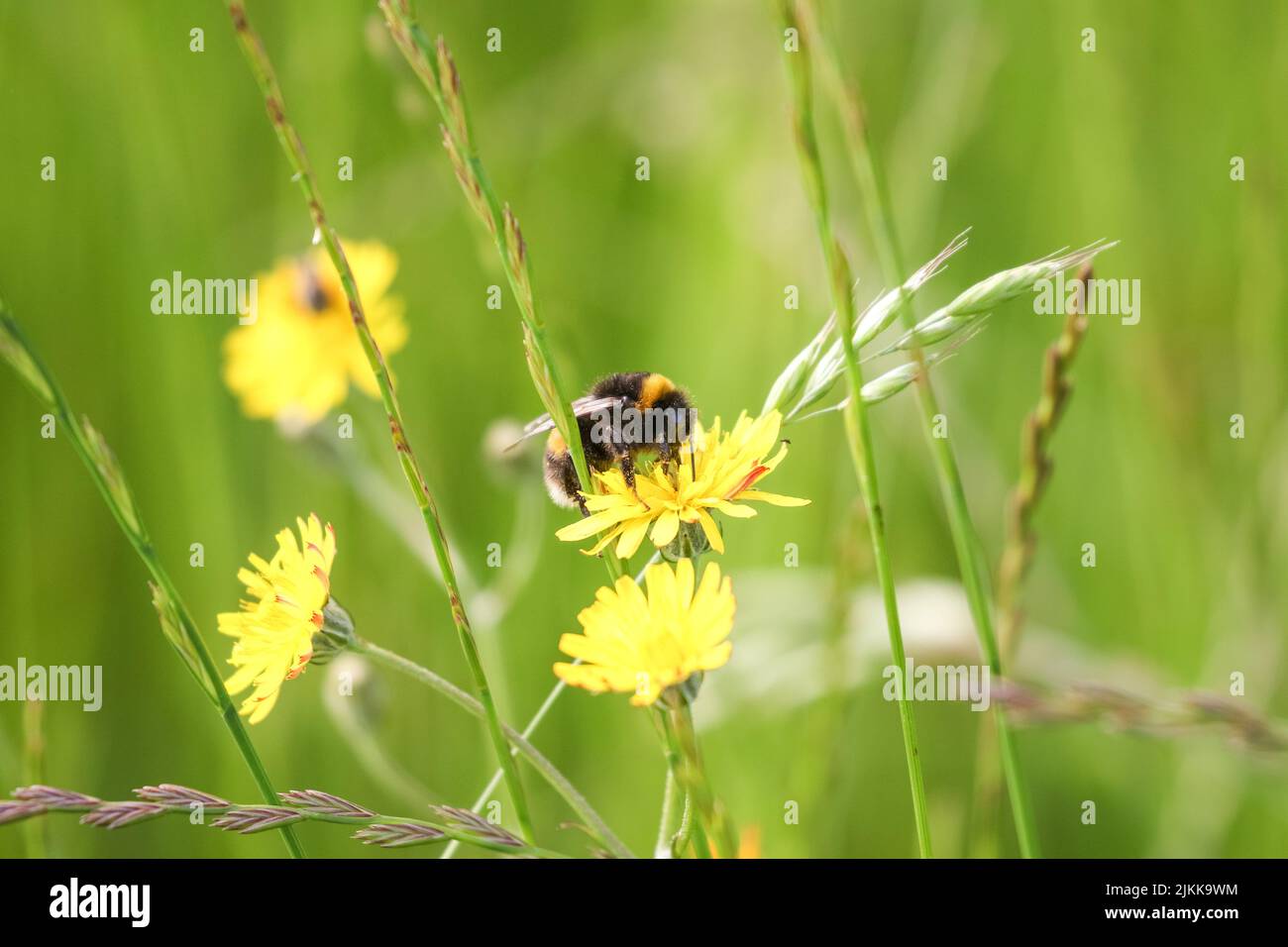 Un fuoco poco profondo di un bumblebee dalla coda di buff che raccoglie nettare da un fiore giallo nel giardino in una giornata di sole con sfondo sfocato Foto Stock