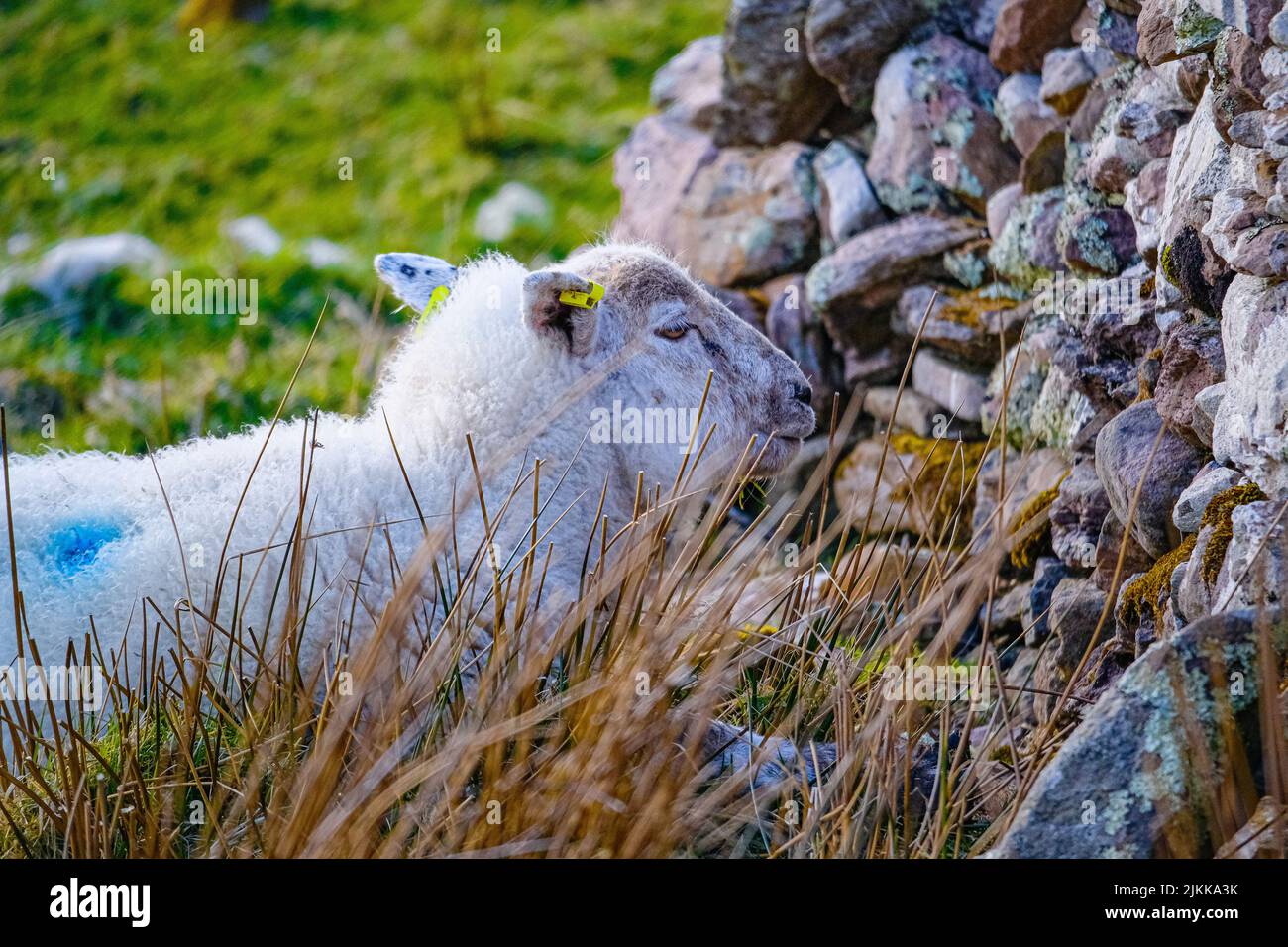 Un poco profondo colpo di fuoco di una pecora bianca domestica della fattoria che posa sull'erba dalle pietre in luce del sole Foto Stock