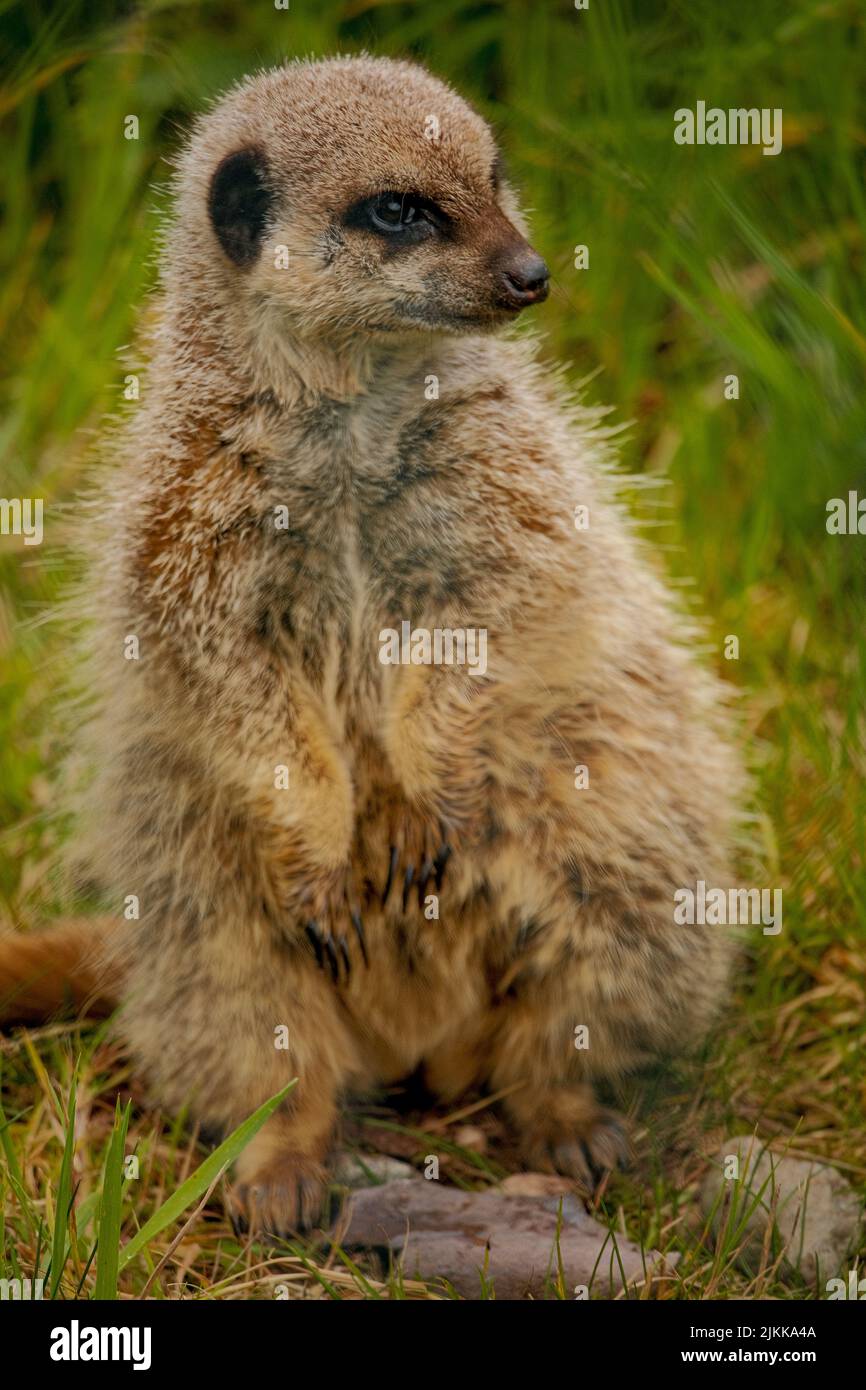 Un primo piano verticale di un meerkat in piedi sull'erba Foto Stock