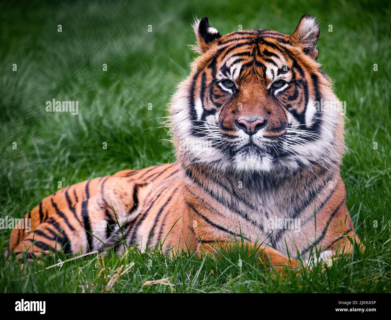 Una tigre di Sumatran che riposa nell'erba Foto Stock