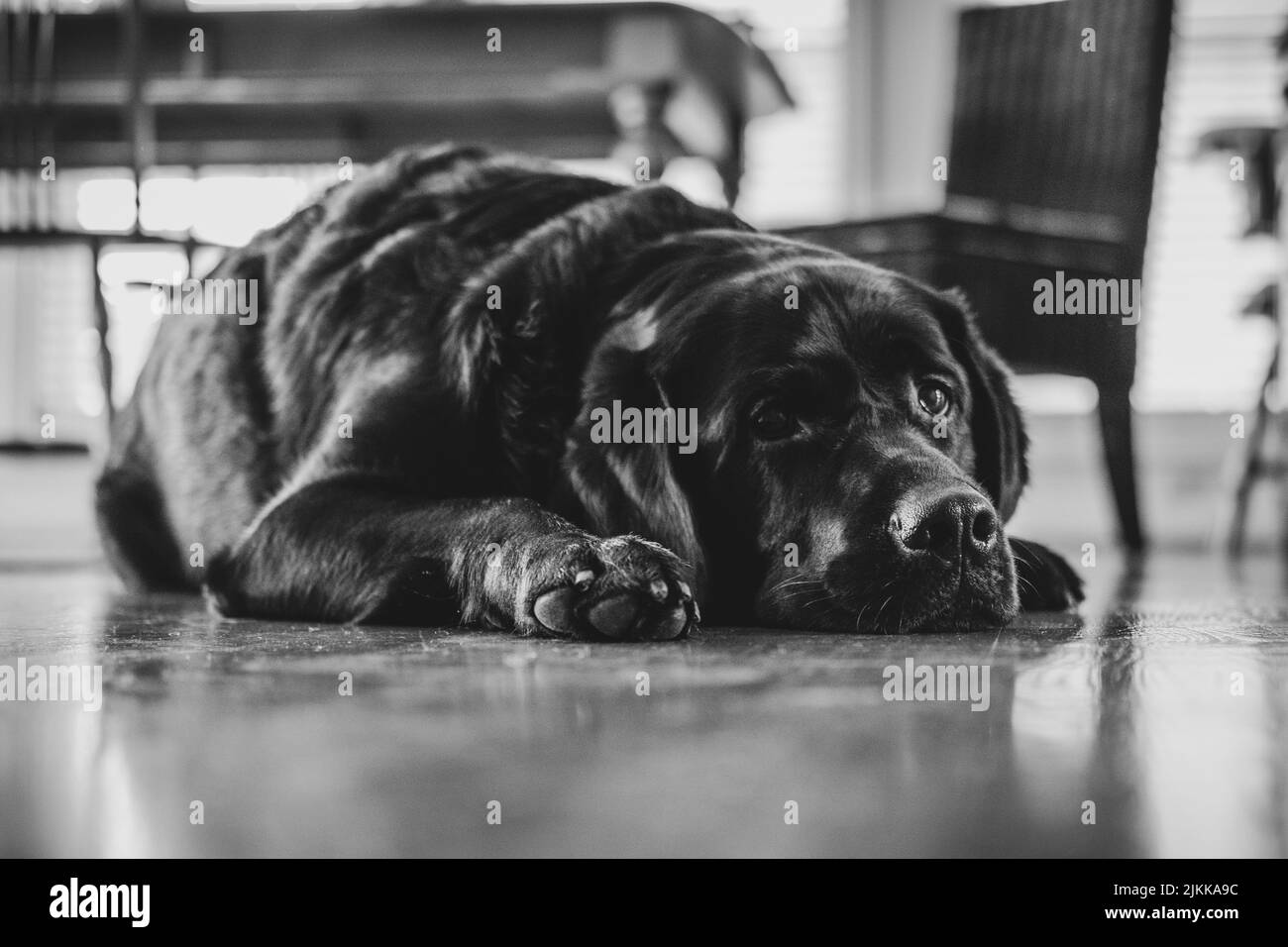 Una scala di grigi di un bel cane che giace sul pavimento in una stanza Foto Stock