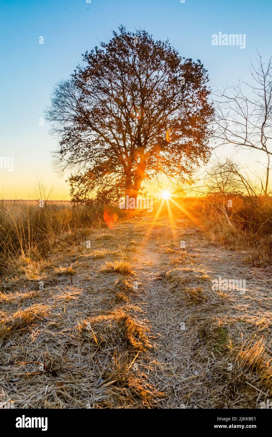 alba invernale colorata su un campo con albero in recker moor germania Foto Stock