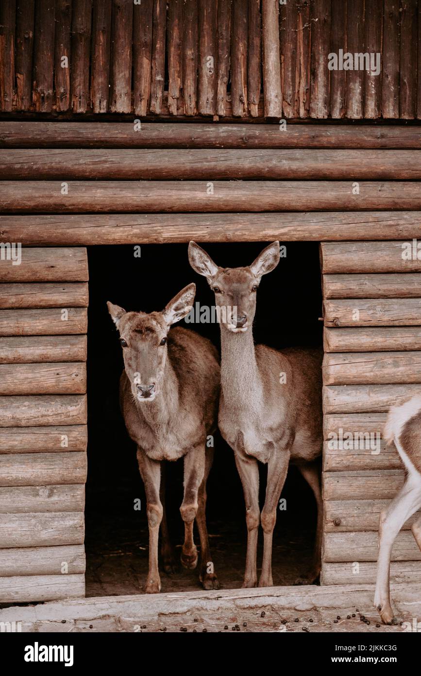 Uno scatto verticale di due cervi in una struttura di legno in uno zoo Foto Stock