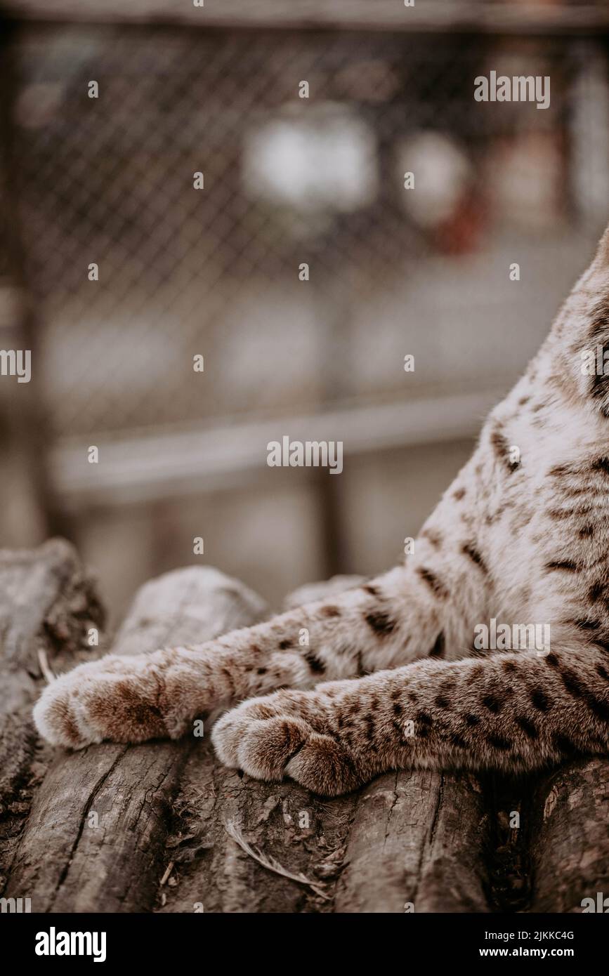 Uno scatto verticale delle gambe di una lince in uno zoo su uno sfondo sfocato Foto Stock