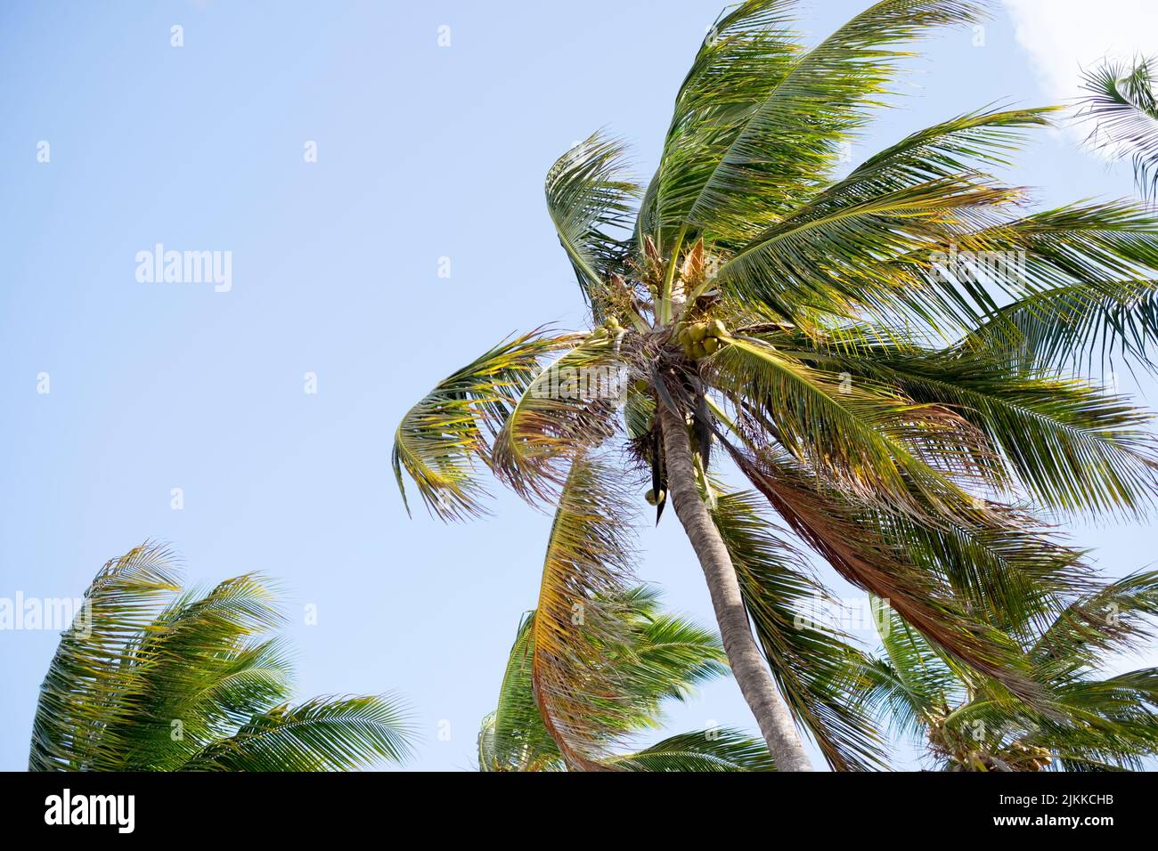Un tiro basso angolo di alte palme sulla spiaggia di Zanzibar, Tanzania Foto Stock