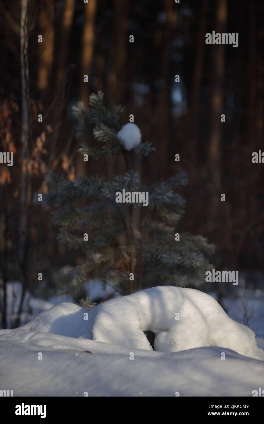 Il pino coperto di neve cresce nella foresta Foto Stock