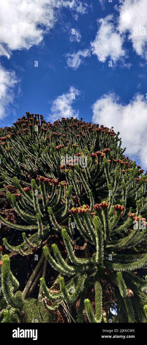 I rami di Araucaria araucana chiamato anche albero puzzle scimmia contro un cielo blu e nuvoloso Foto Stock