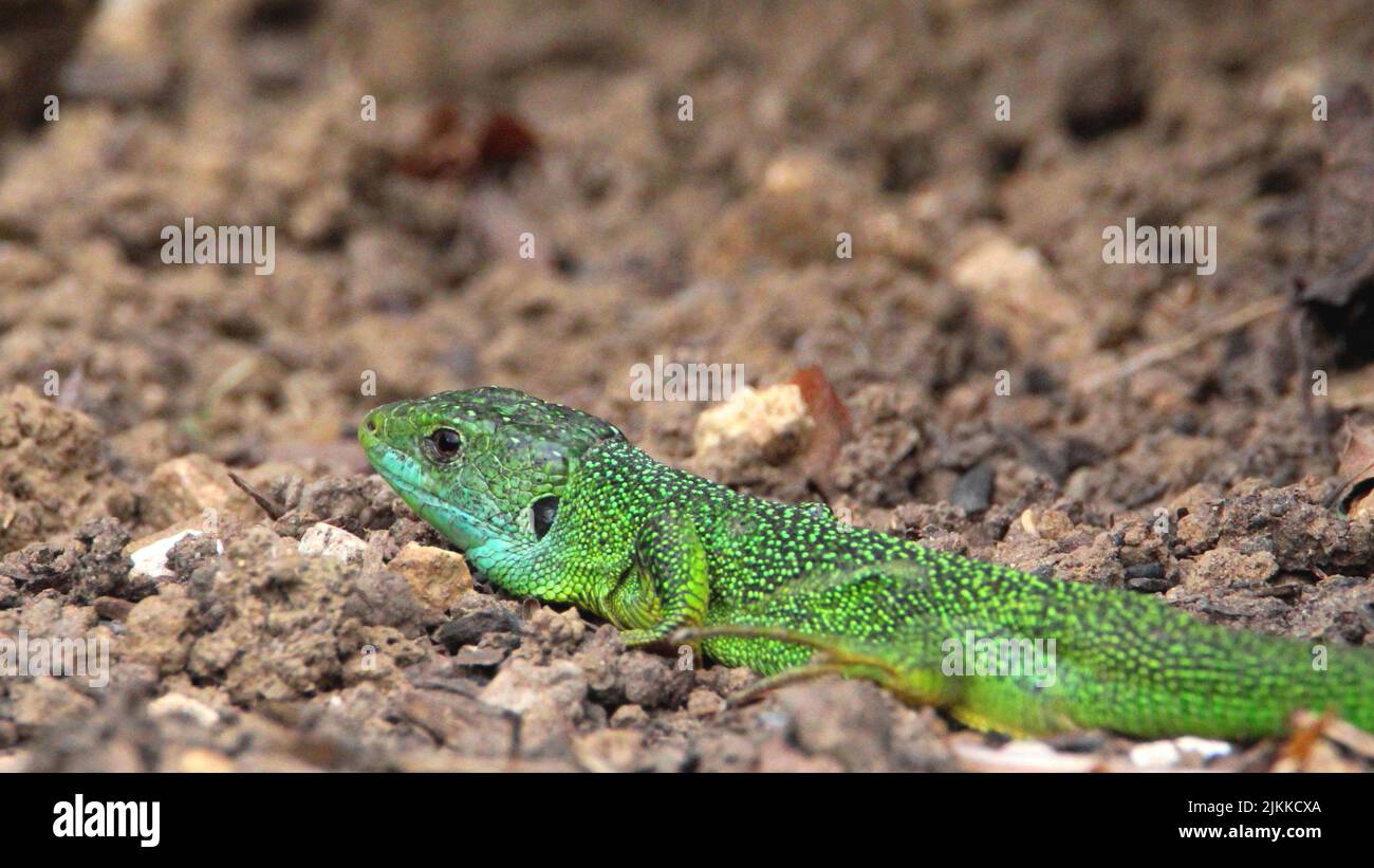 Un primo piano di una lucertola verde occidentale sulle rocce Foto Stock