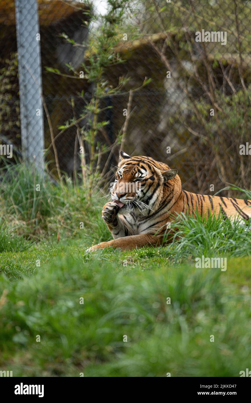 Un colpo verticale di una tigre siberiana o di una tigre di Amur che giace sull'erba Foto Stock