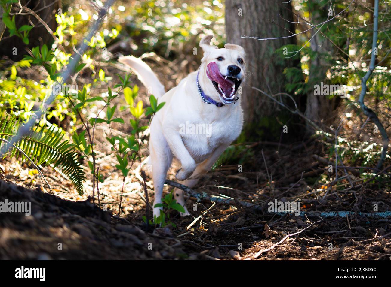 Un labrador divertente con la sua lingua fuori esecuzione in una foresta Foto Stock