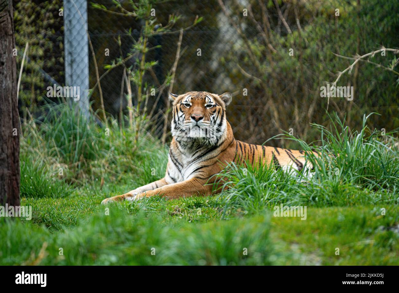 Una tigre siberiana o tigre di Amur che giace sull'erba Foto Stock