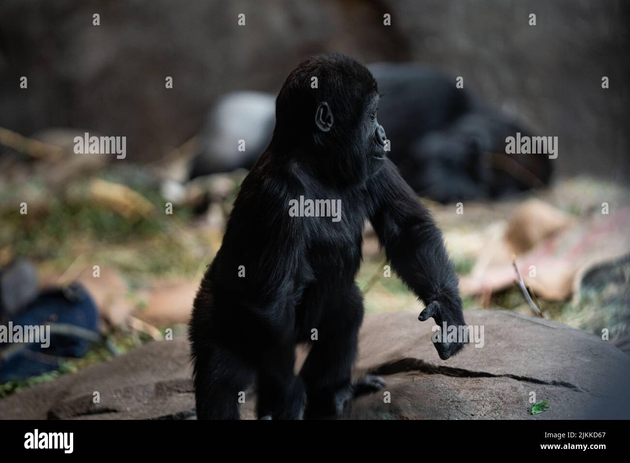 Un gorilla giovane nel suo habitat naturale Foto Stock