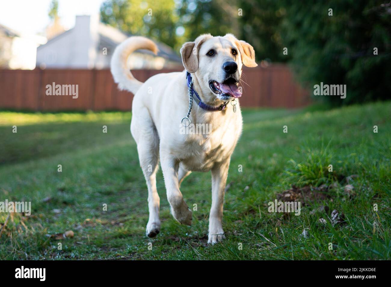 Un labrador retriever camminare in un cortile Foto Stock