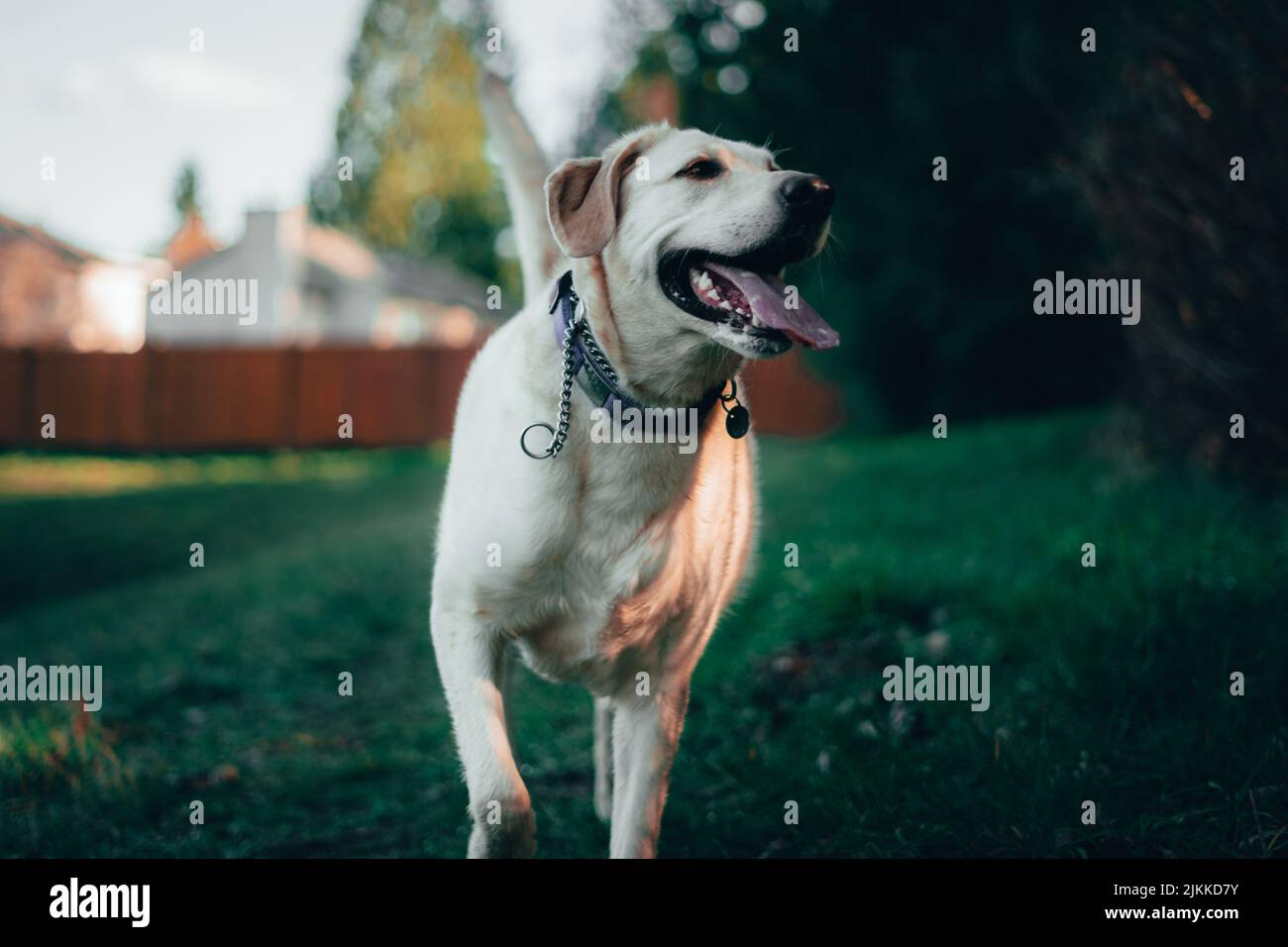 Un labrador retriever camminare in un cortile Foto Stock
