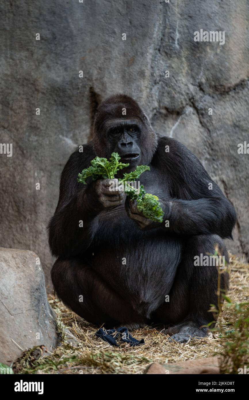 Uno scatto verticale di un gorilla adulto che mangia il verde nello zoo Foto Stock