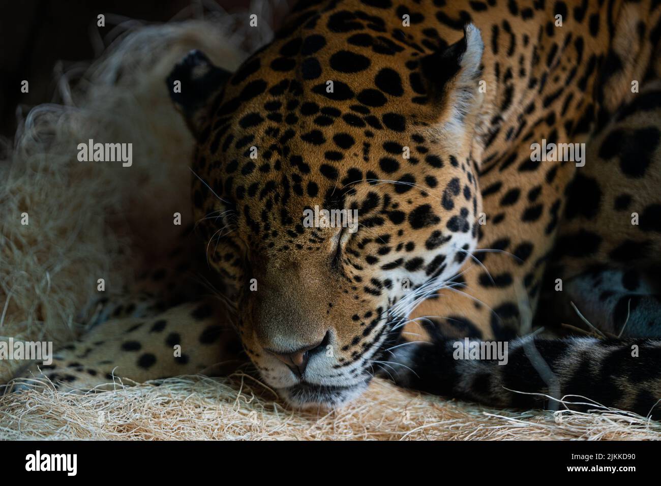 Un ritratto di un leopardo di amur addormentato Foto Stock