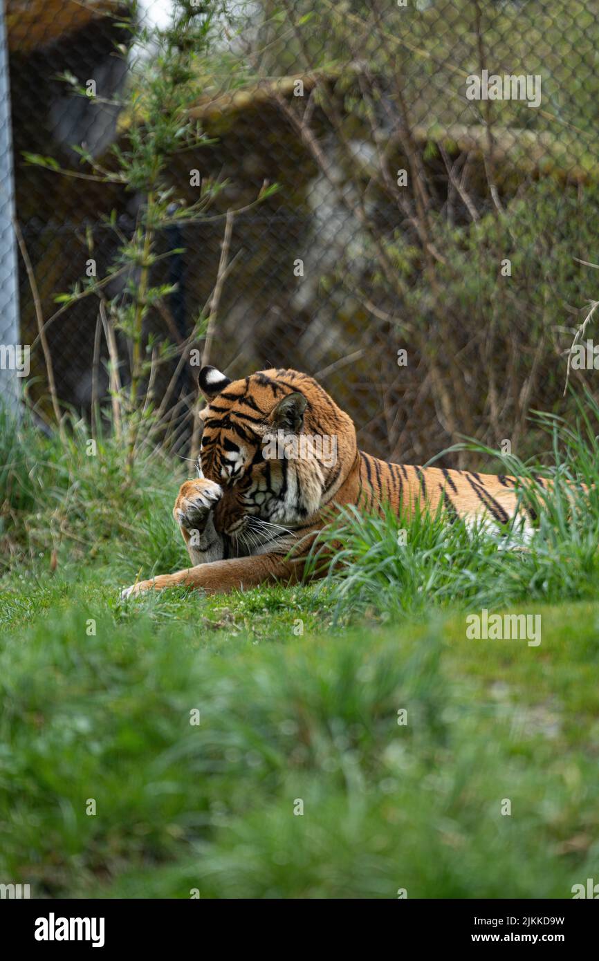 Un colpo verticale di una tigre siberiana o di una tigre di Amur che giace sull'erba Foto Stock