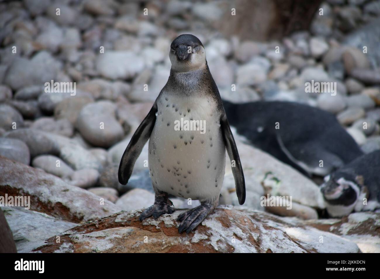 Un tiro selettivo di un pinguino allo zoo di Colchester, Inghilterra Foto Stock