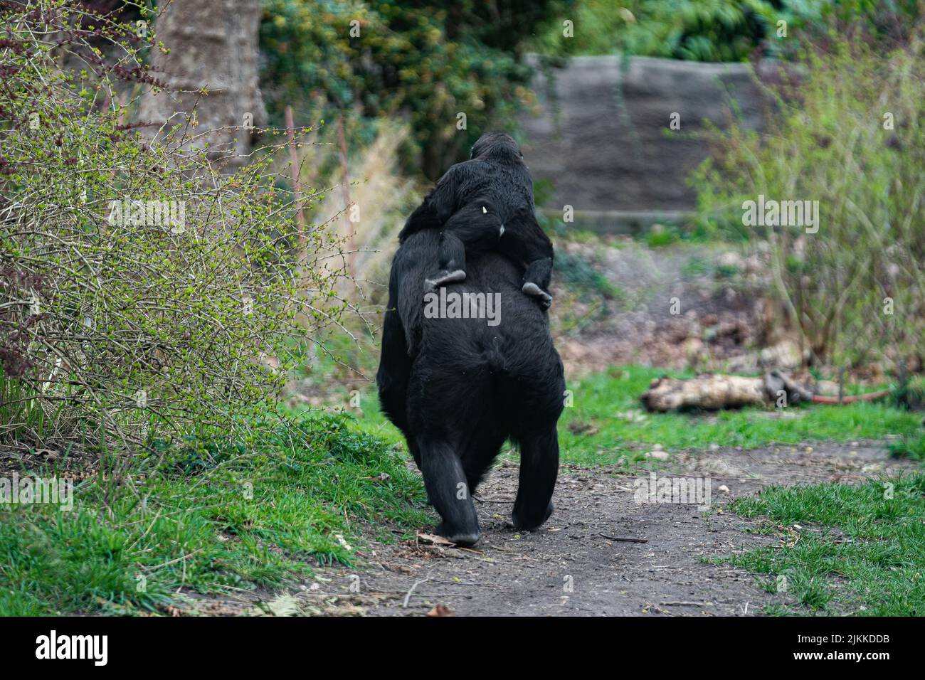 Un gorilla giovane sulla schiena della madre Foto Stock