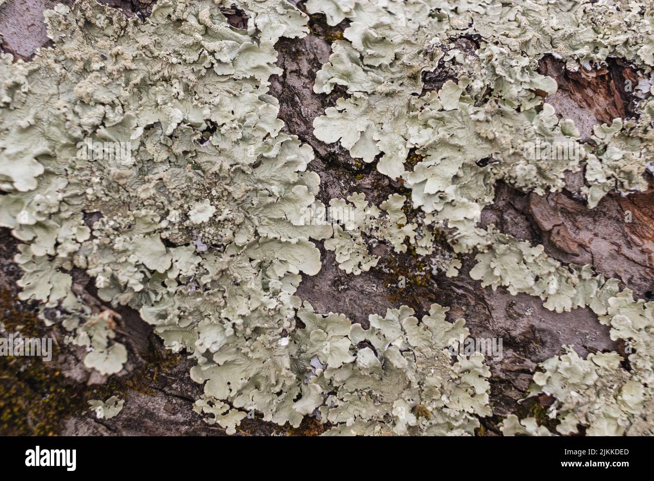Primo piano di un lichene verde pallido, immerso nel sole, su un albero Foto Stock