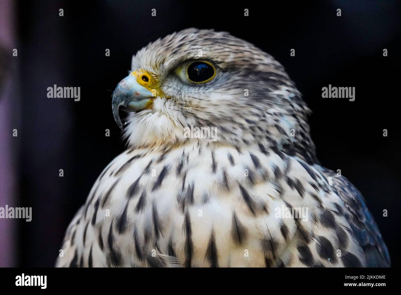 Un primo piano di un falco che guarda da parte su uno sfondo scuro sfocato Foto Stock