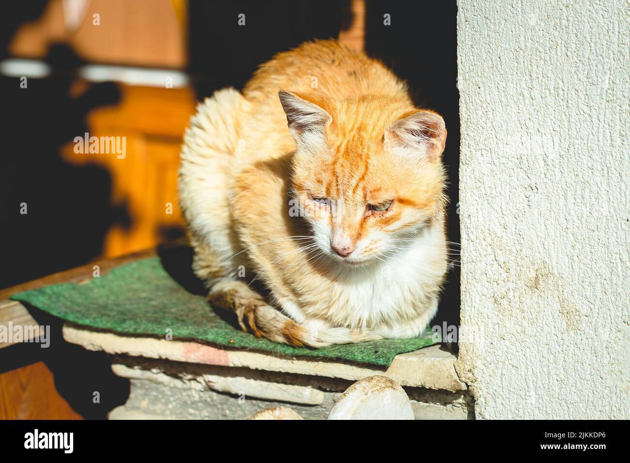 Un gatto domestico dai capelli rossi si crogiolava ai raggi del sole Foto Stock