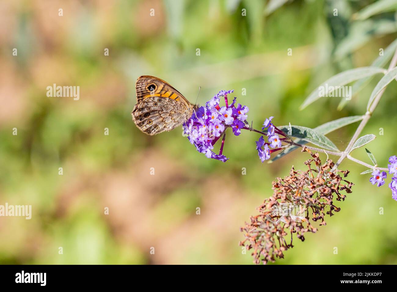 Una bella farfalla è seduta su un prato luminoso su delicati fiori di lilla Foto Stock