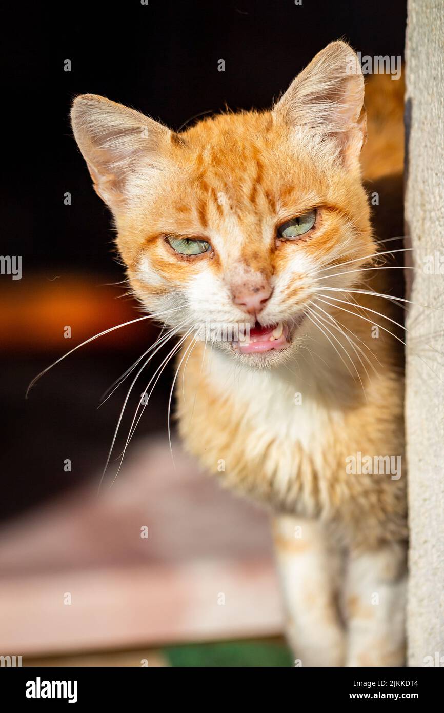 Un gatto di zenzero fatto in casa con occhi verdi primo piano Foto Stock