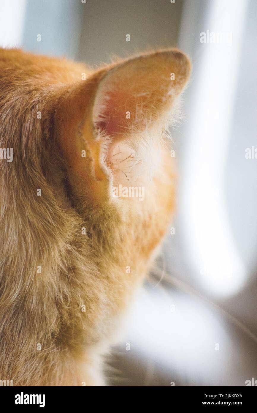 Un profilo di un gatto rosso domestico che guarda fuori dalla finestra Foto Stock