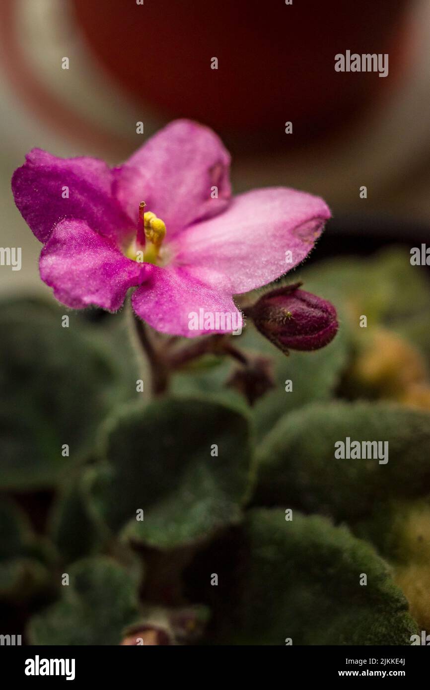 Primo piano con fiori rosa, petali rosa con foglie verdi vellutate Foto Stock