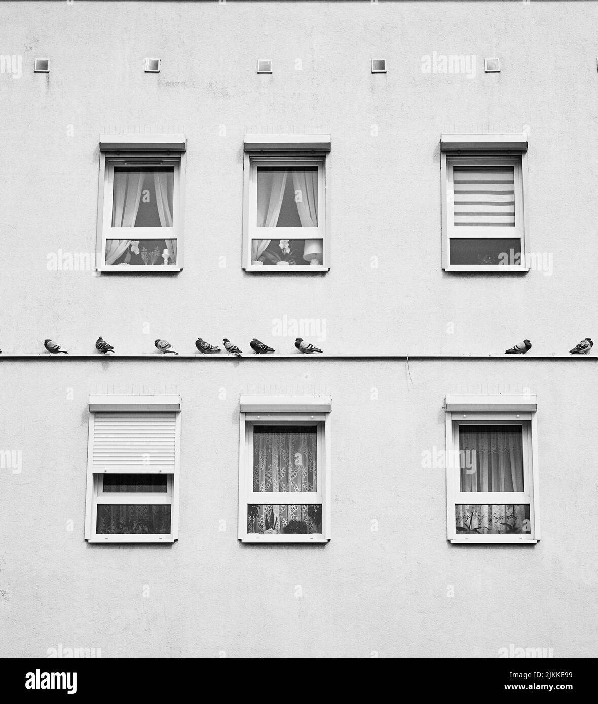 Una scala di grigi di uccelli seduti sulle pareti di un edificio Foto Stock
