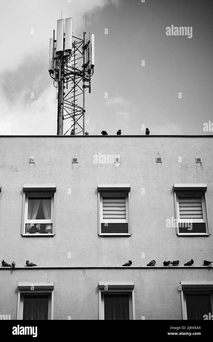 Una scala di grigi di uccelli seduti sulle pareti di un edificio Foto Stock