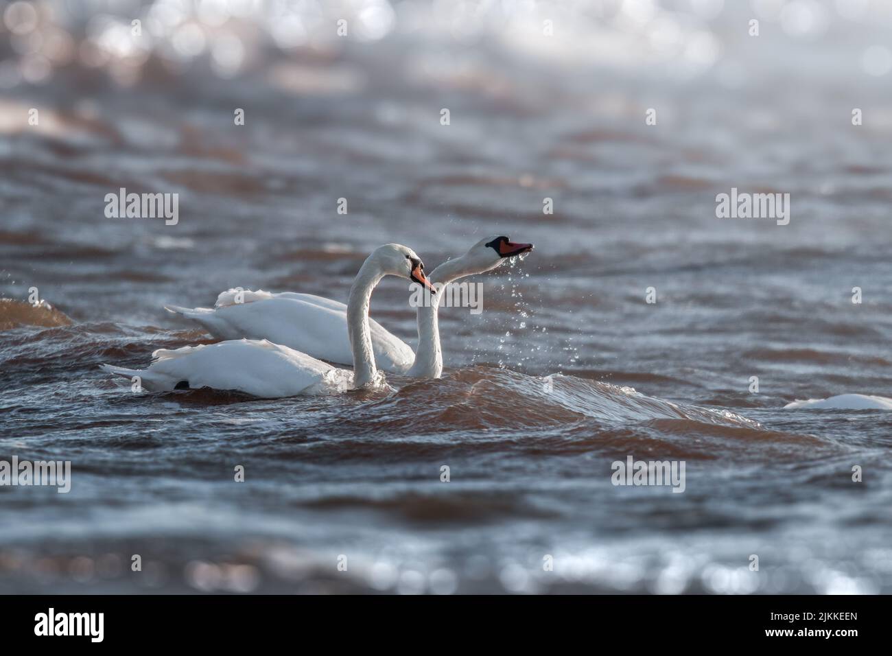Un focus selettivo di due cigni bianchi che nuotano in acqua Foto Stock