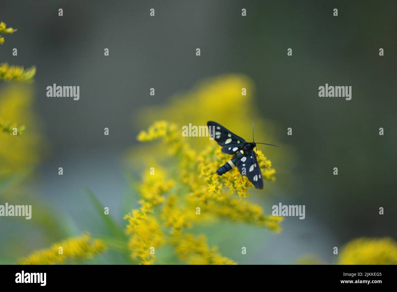 Un focus selettivo di una falena a nove macchie su un ramo fiorito di Wrinkleleaf goldenrod (Solidago rugosa) Foto Stock